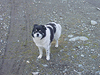 click for zoom / then scroll mouse